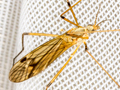 Tipula variicornis